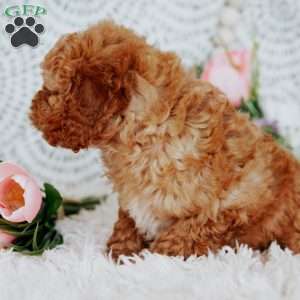 Rose, Mini Goldendoodle Puppy